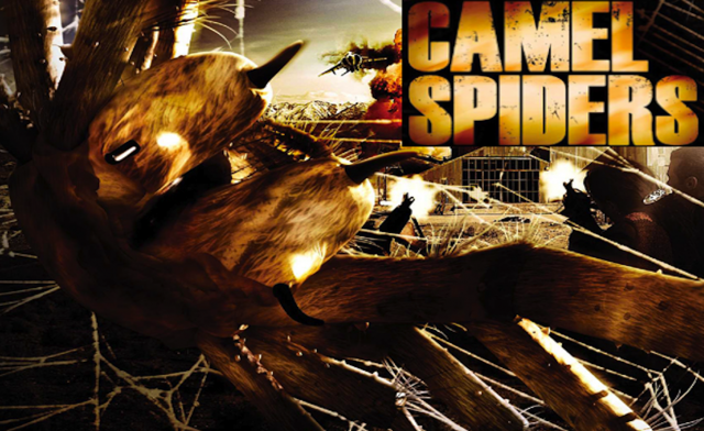 Kingdom Of The Camel Spiders