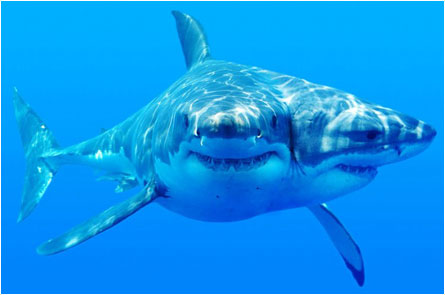 Two Headed Shark Attack
