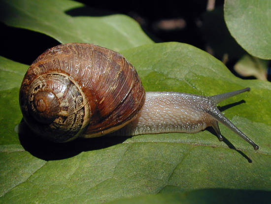 Snails At The B Movie Celebration