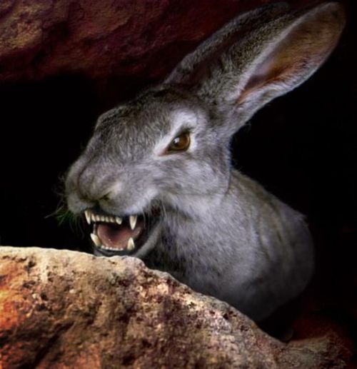 Night Of The Lepus
