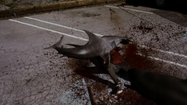 B-grade Sharknado Teaches Hollywood A Cruel Lesson