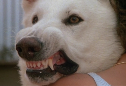 White Dog