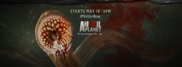 Butt-Sucking Lampreys