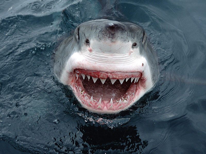 Hollywood is the enemy, not sharks