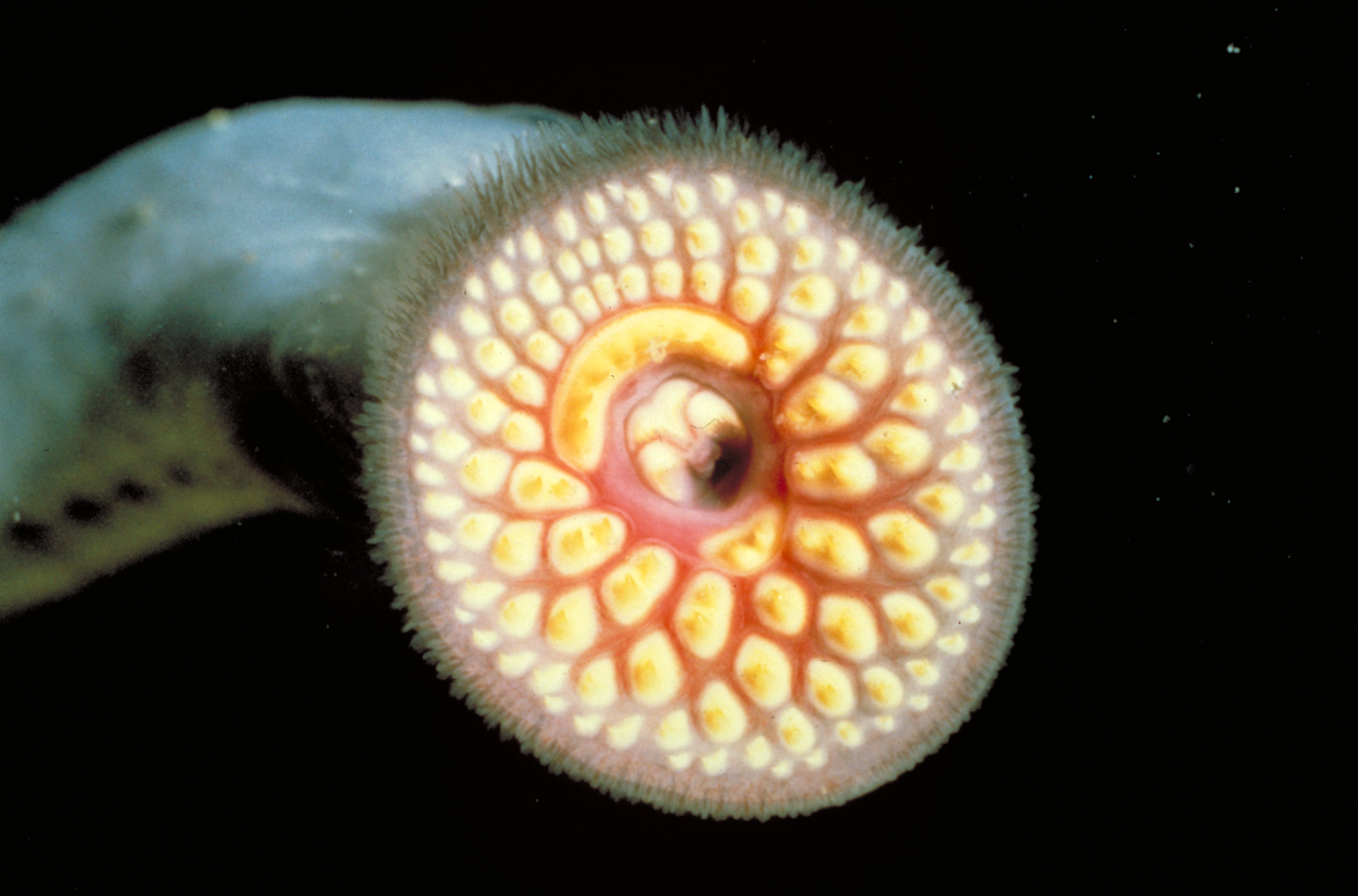 Blood Lake: Attack of the Killer Lampreys