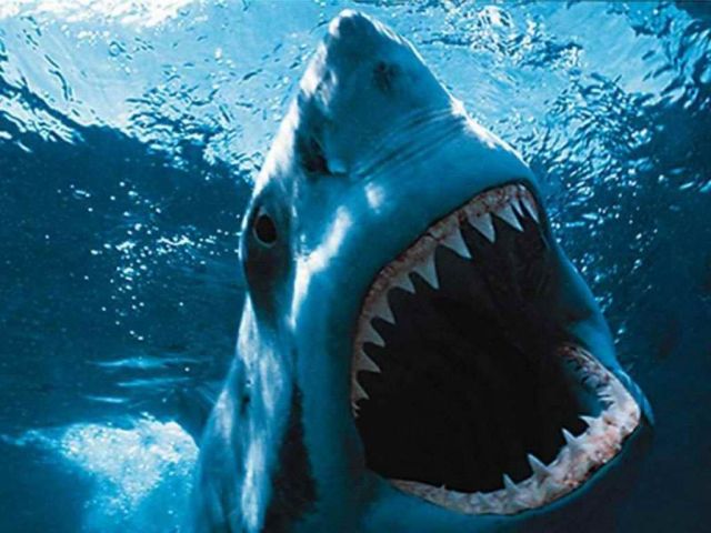 “Jaws” still alive on Martha’s Vineyard